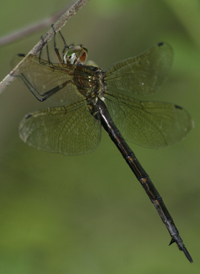 Mocha Emerald